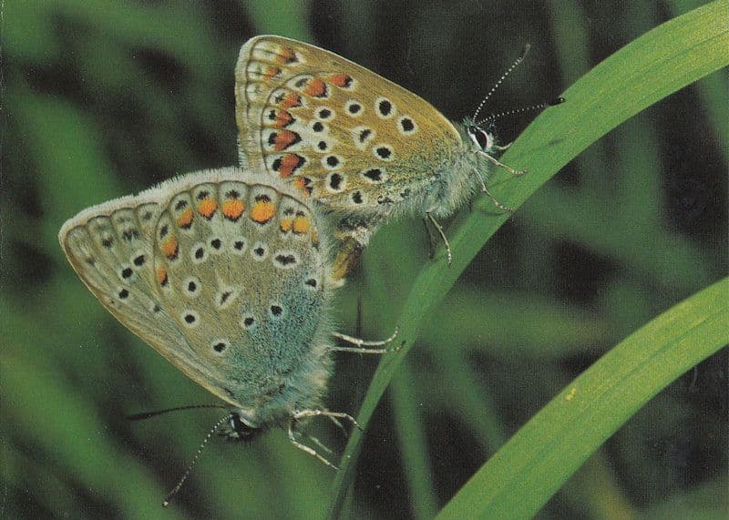 Polyommatus Icarus Butterfly Butterflies Postcard