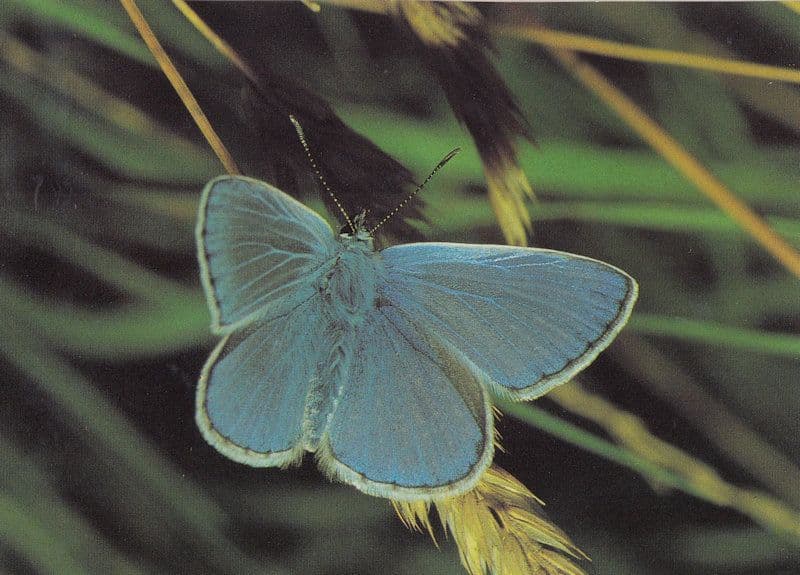 Polyommatus Icatus Butterfly Postcard