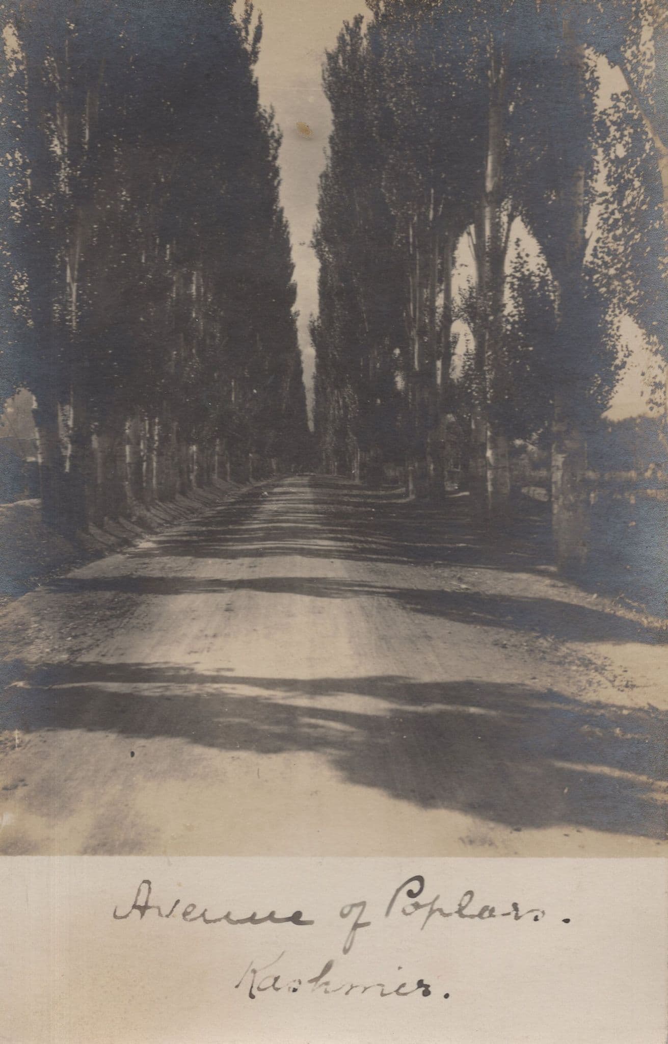 Poplar Avenue Kashmir India Antique Postcard
