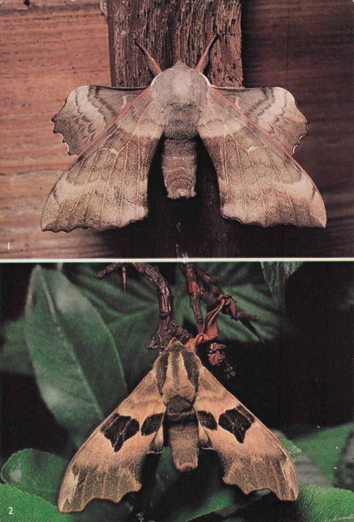 Poplar Hawk Lime Moth 2x Moths British Museum Postcard
