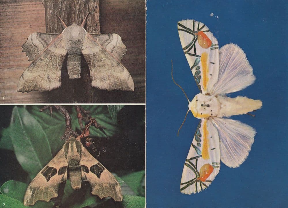 Poplar Hawk Moth Lime Tropical Moths 2x Museum Postcard s