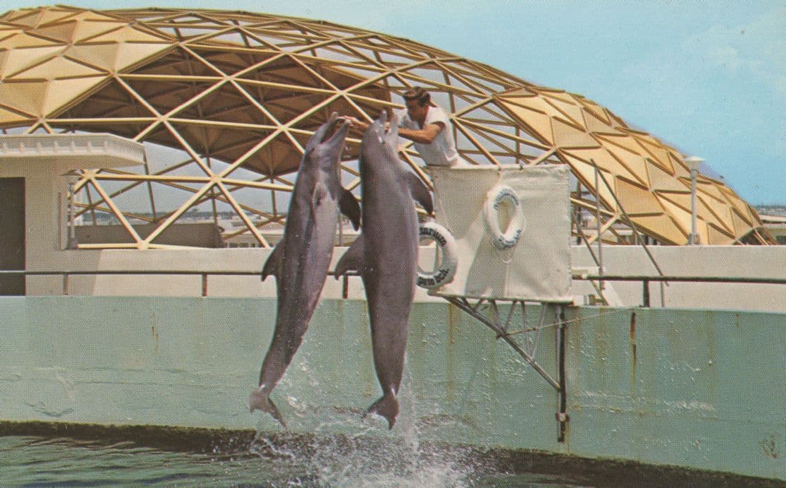 Porpoise Double Jump Boat At Miami Florida Dolphin Postcard