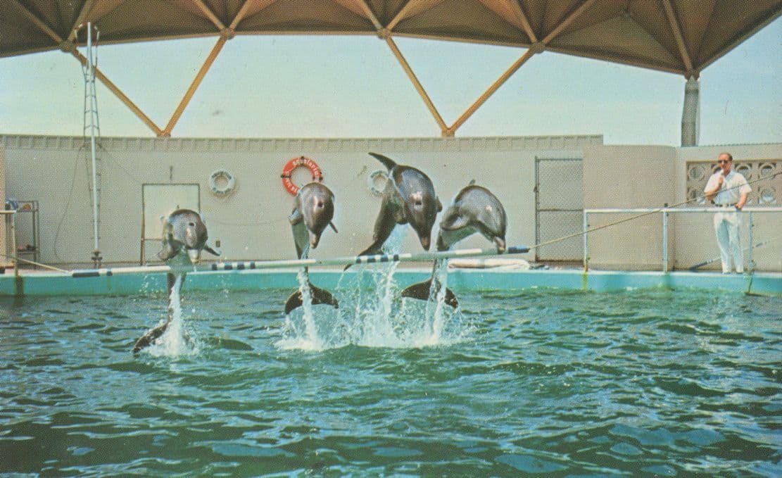 Porpoise Formation Jump At St Petersburg Florida Seaquarium Dolphin Postcard
