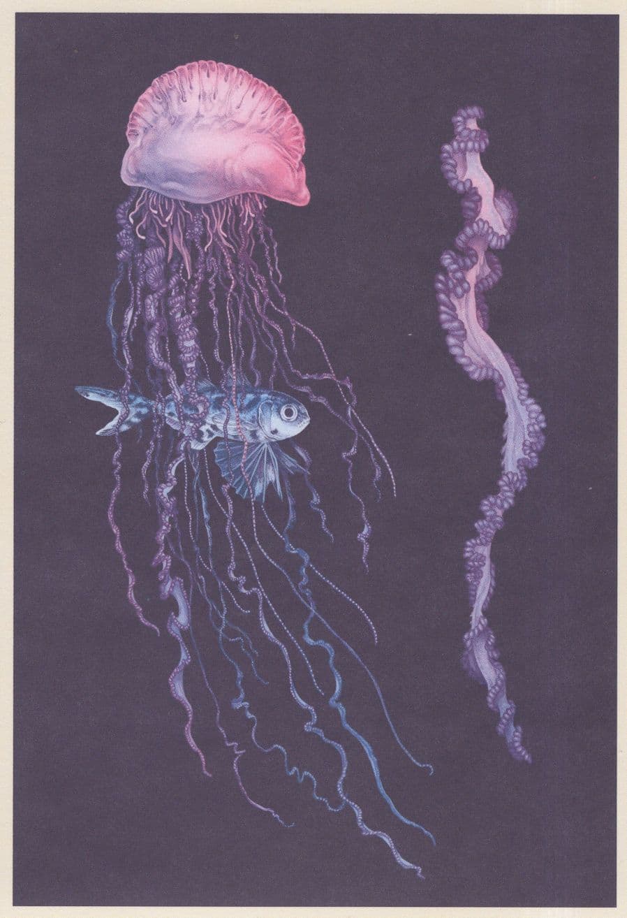 Portuguese Man Of O' War Atlantic Ocean Fish Painting Postcard