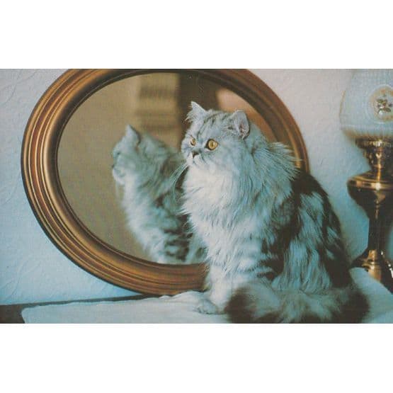 Posh Cat Grooming Herself In Front Of Mirror Reflection Postcard