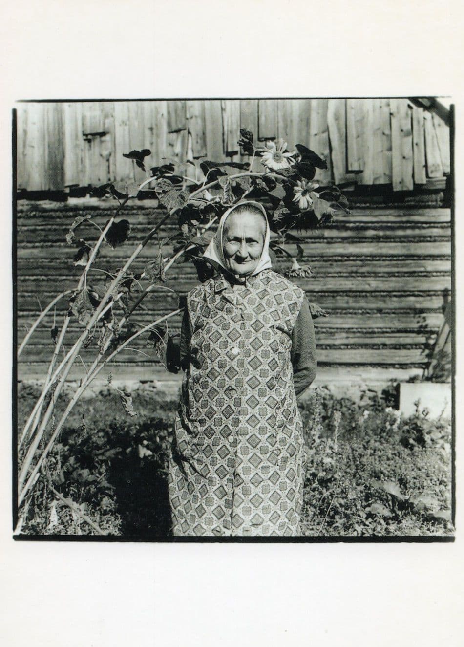 Postal Strike Margaret Mitchell Woman & Sunflower Photo Art Postcard