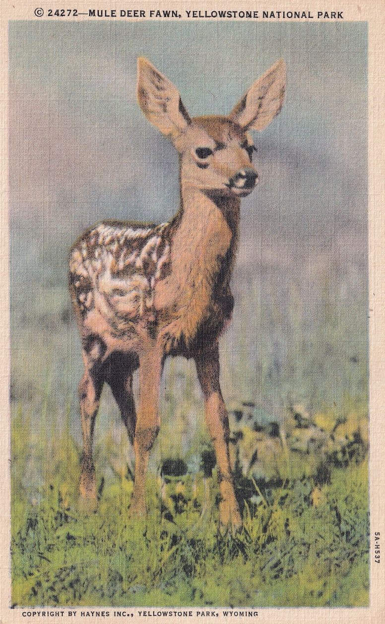 Postcard Mule Deer Fawn Yellowstone National Park Wyoming Postcard