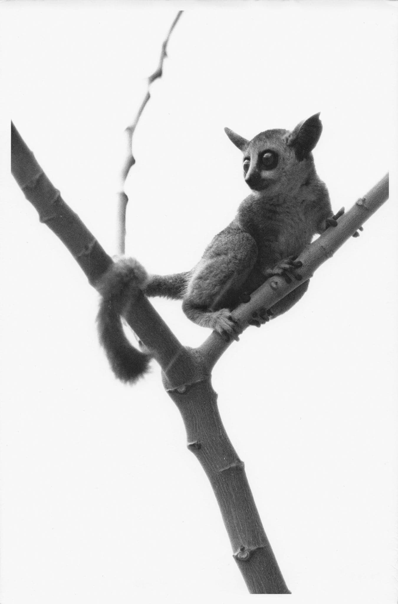 Potto Loris Kenya African Vintage Amazing Close Up 9x7 Photo