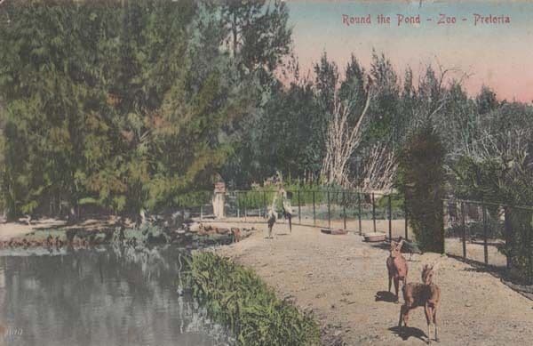 Pretoria Zoo Round The Bond Ostrich Deer South African Antique Postcard