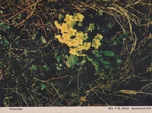 Primroses Buckhurst Hill Flower Womens Institute Floral Flowers Postcard