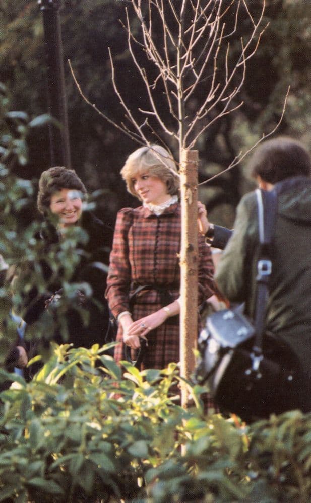 Princess Diana Plants A Tree 1981 Royal Family Postcard