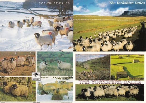 Procession Marches of Yorkshire Dales Sheep 4x Postcard s