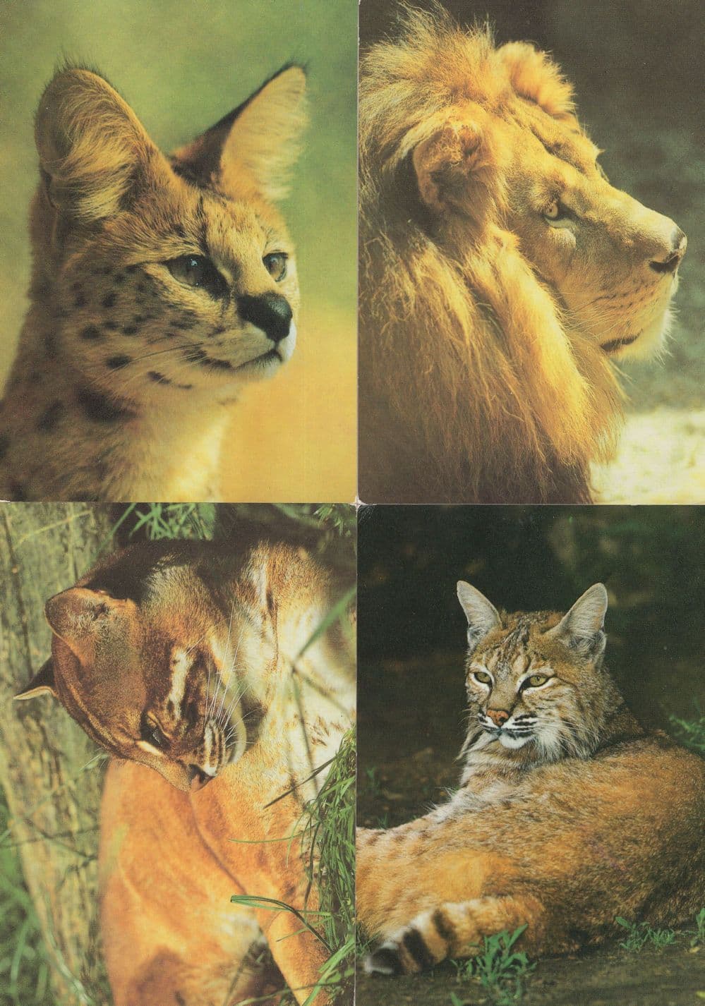 Proud Berlin Cats Lions Unique German 4x Postcard s