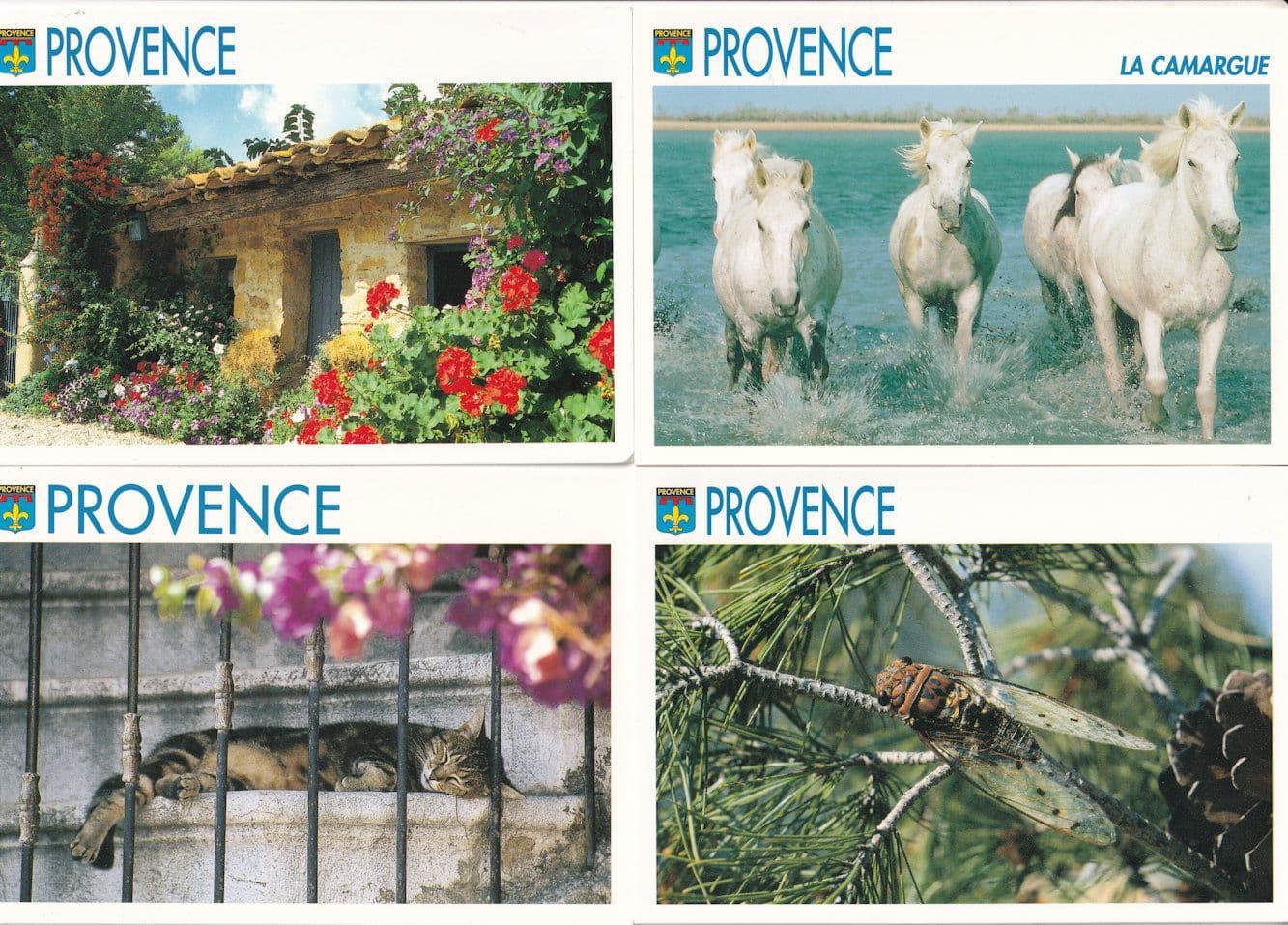Provence Giant Bee Wasp Cat Sleeping Horses 4x Postcard s