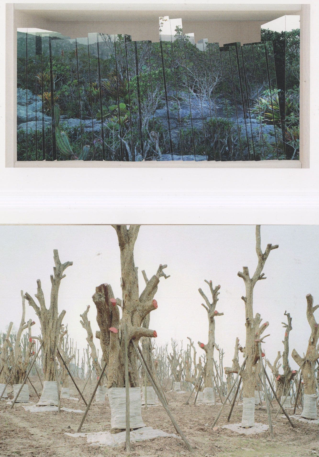 Psychotronic Sygenta Photography Award Climate 2x Postcard s