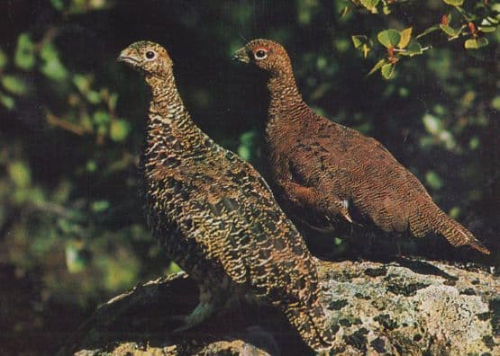 Ptarmigan Birds Iceland Icelandic Bird Postcard