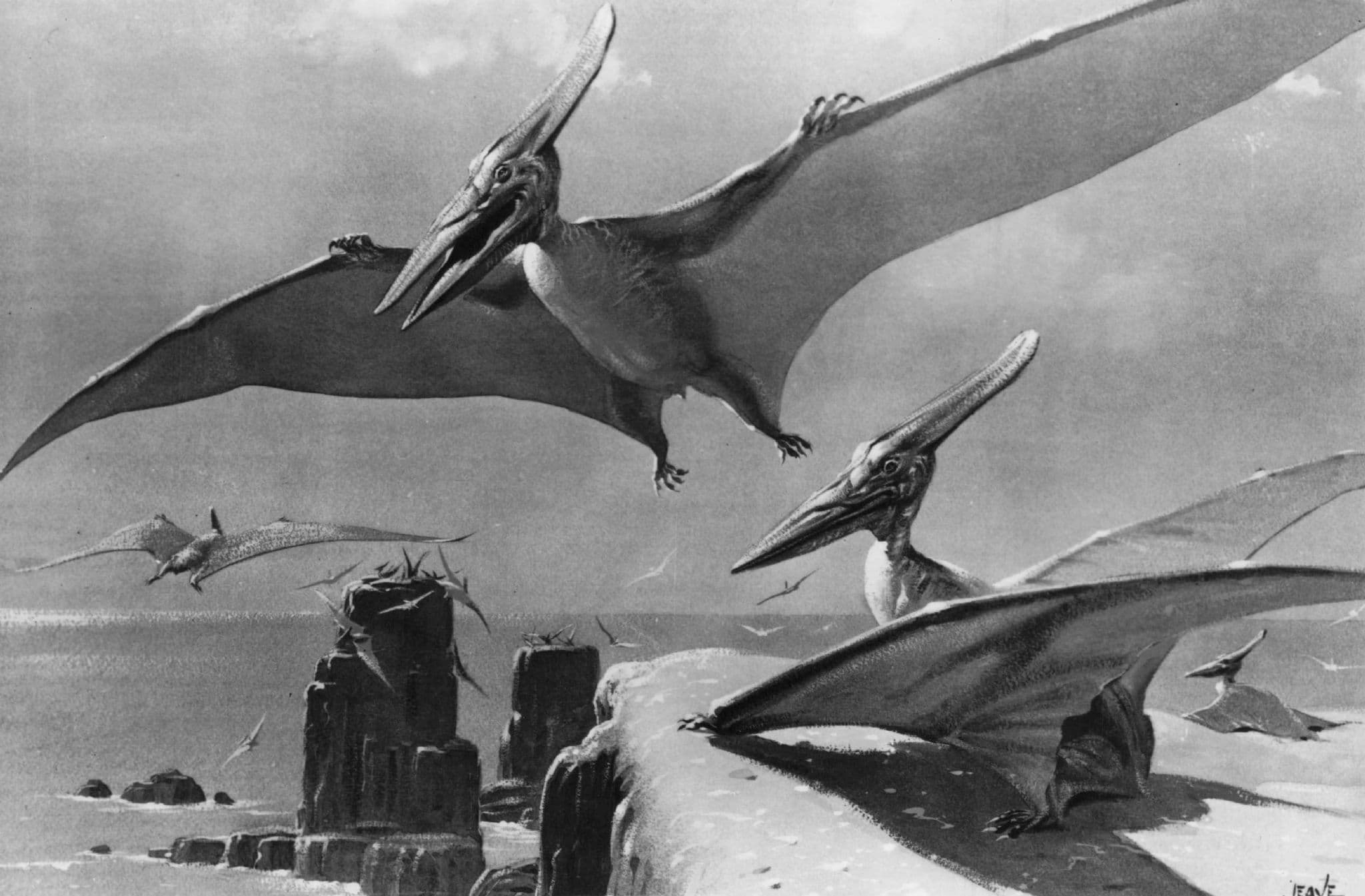 Pteranodon Prehistoric Dinosaur Vintage RPC Museum Real Photo Postcard