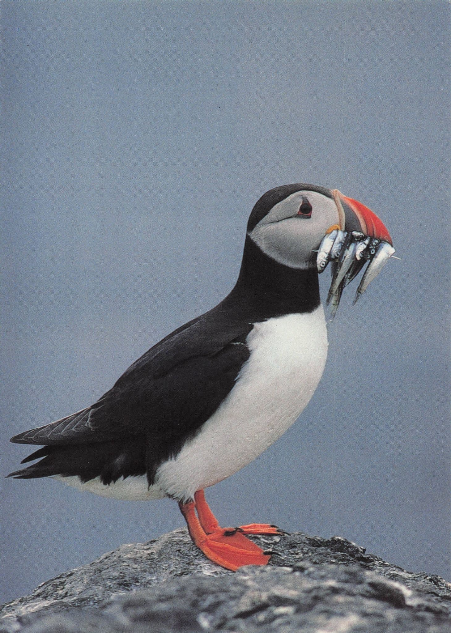 Puffin Eating Raw Live Fish Biting Them In Half Bird Postcard