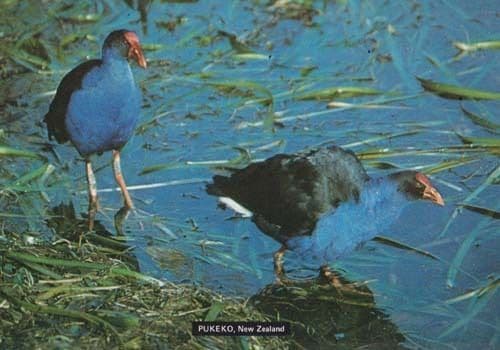 Pukeko in New Zealand Rare Bird Postcard