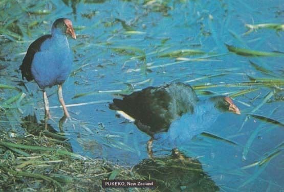 Pukeko Swamp Hen New Zealand Rare Bird Postcard