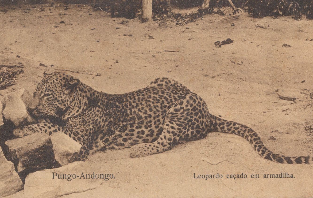 Pungo Leopardo Cacado Em Armadilha Antique Leopard Africa Postcard