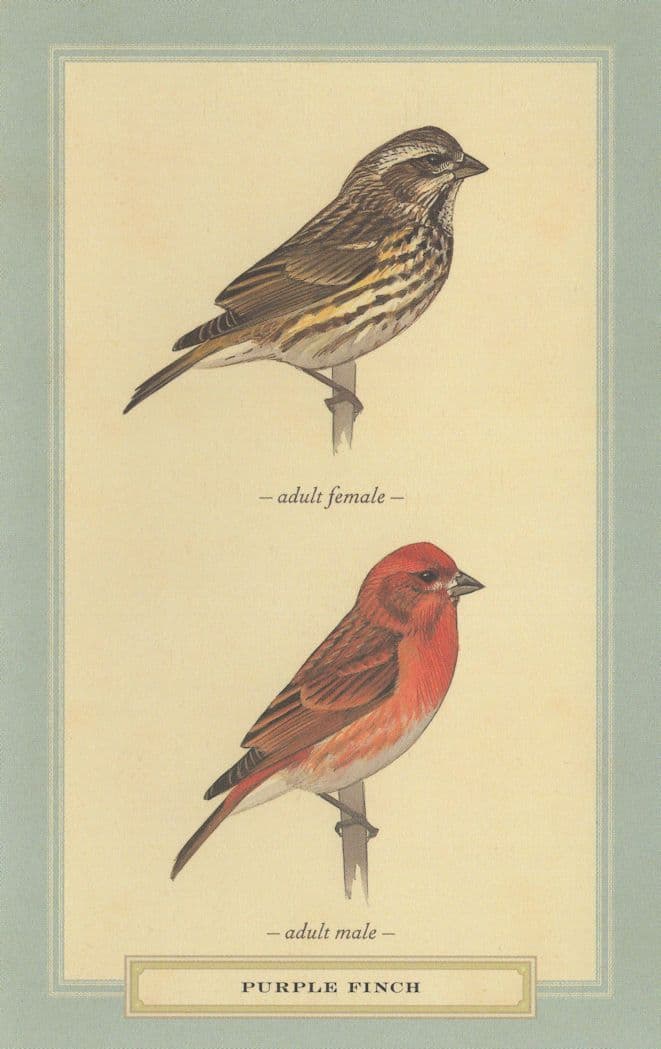 Purple Finch Adult Male Female Bird Stunning Postcard