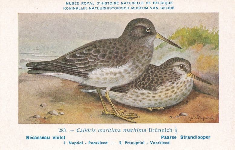 Purple Sandpiper Calidris Maritima Bird Antique Rare Postcard
