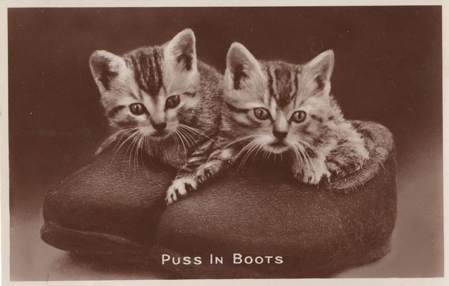 Puss In Boots Cat In Slippers Shoe Old Real Photo Postcard