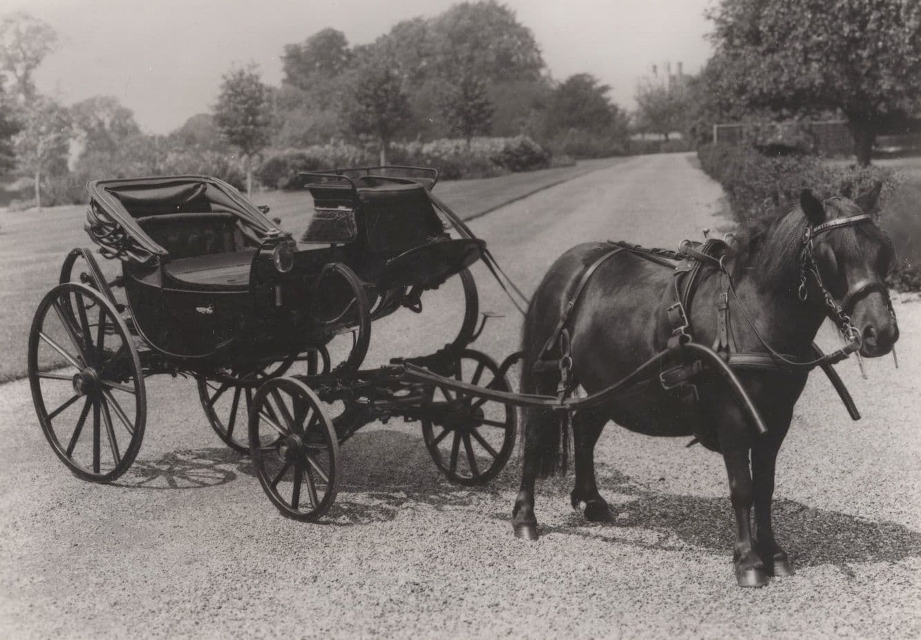 Queen Adelaide Donkey Barouche Victorian Transport RPC Postcard