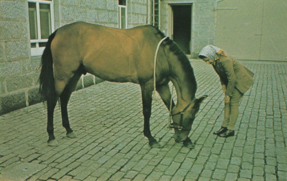 Queen Elizabeth II The World Of Horses Postcard
