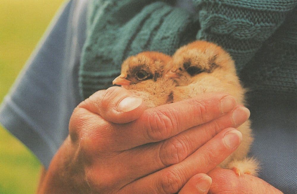 Queens Golden Jubilee Newborn Chicks Birds Ltd Edn Postcard