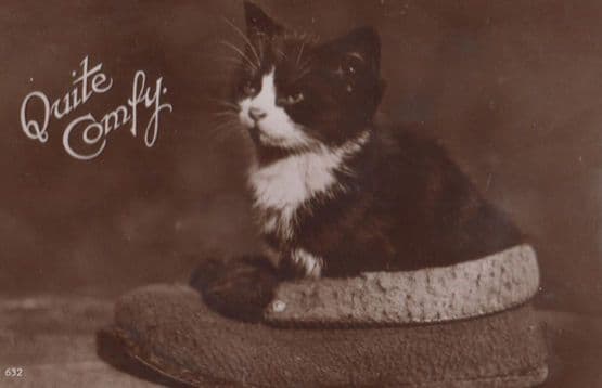Quite Comfy Cat In Slipper Shoe Antique Real Photo Postcard