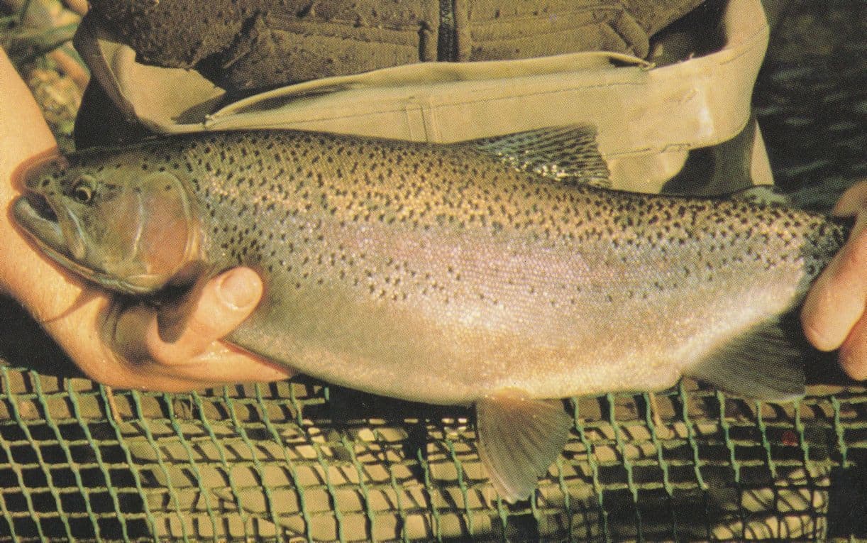 Rainbow Trout Fishing Cirencester Gloucester Postcard