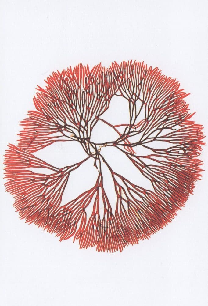 Rare Red Seaweed Scinaia Forcelleta London Museum Postcard