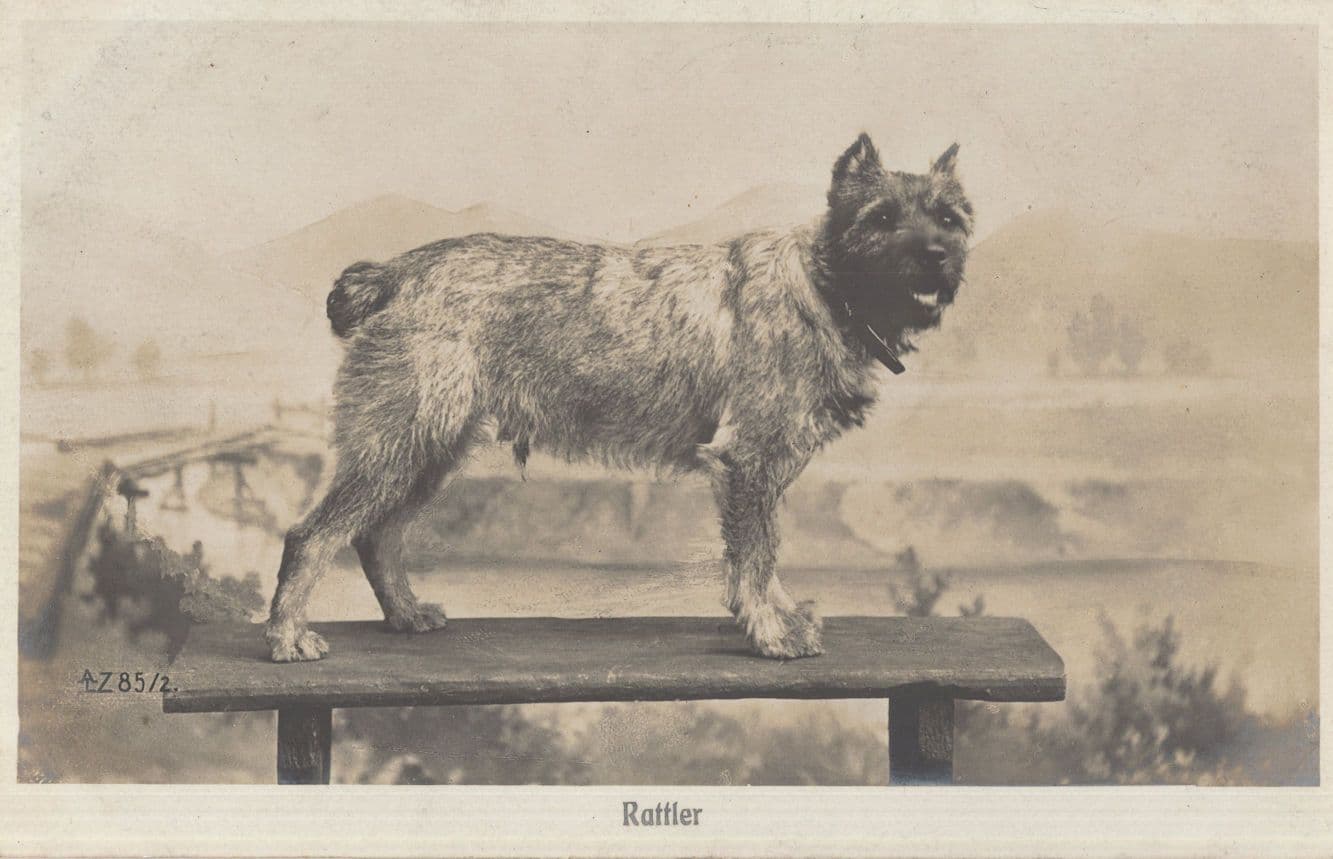 Rattler The Tailless Dog On Old Table Antique Postcard