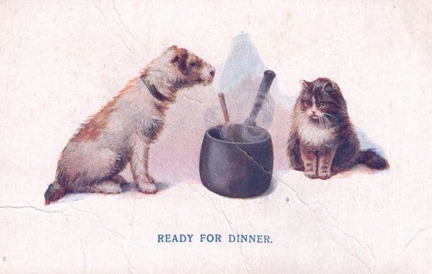 Ready For Dinner Cat Dog Cooking Cookery Panel Antique Postcard