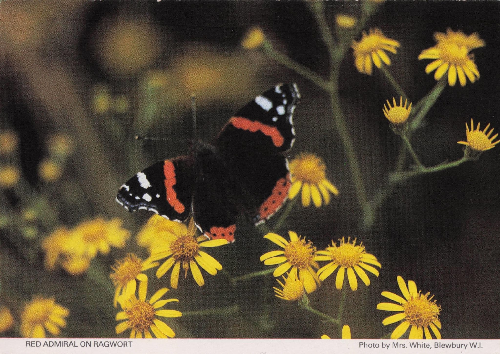 Red Admiral Butterfly Blewbury Oxford Women's Institute Postcard