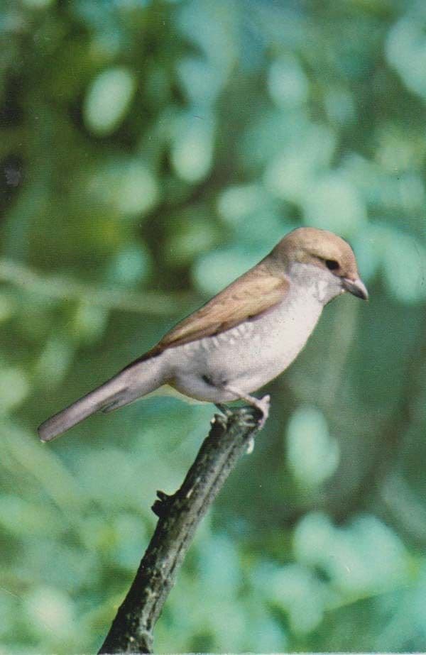 Red Backed Shrike Rare Bird Postcard