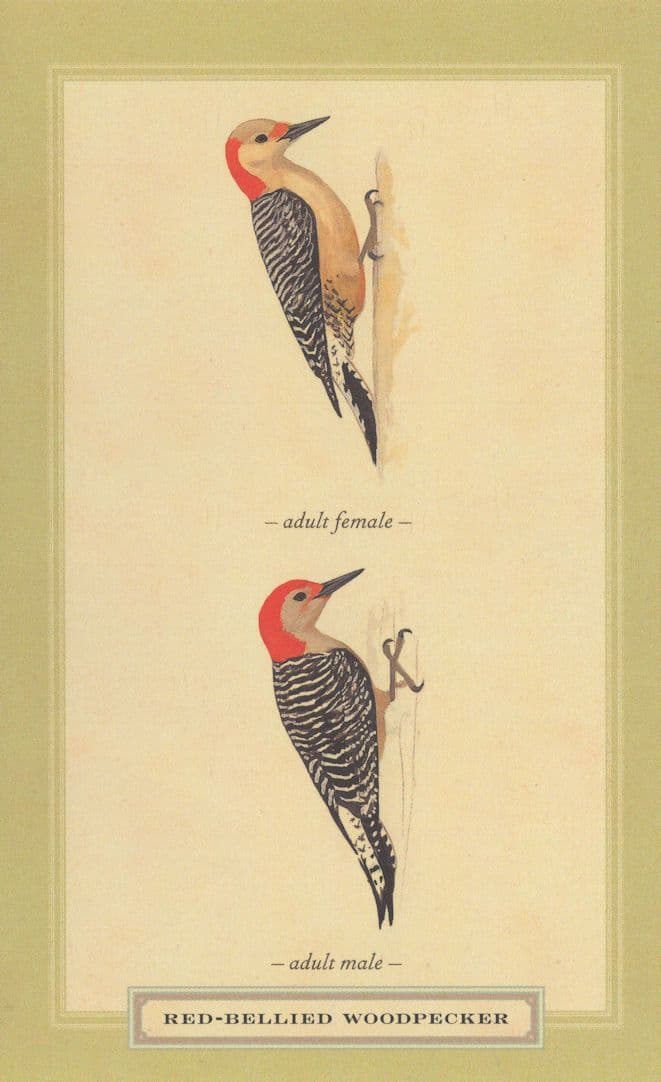 Red Bellied Woodpecker Male Female Stunning Bird Postcard