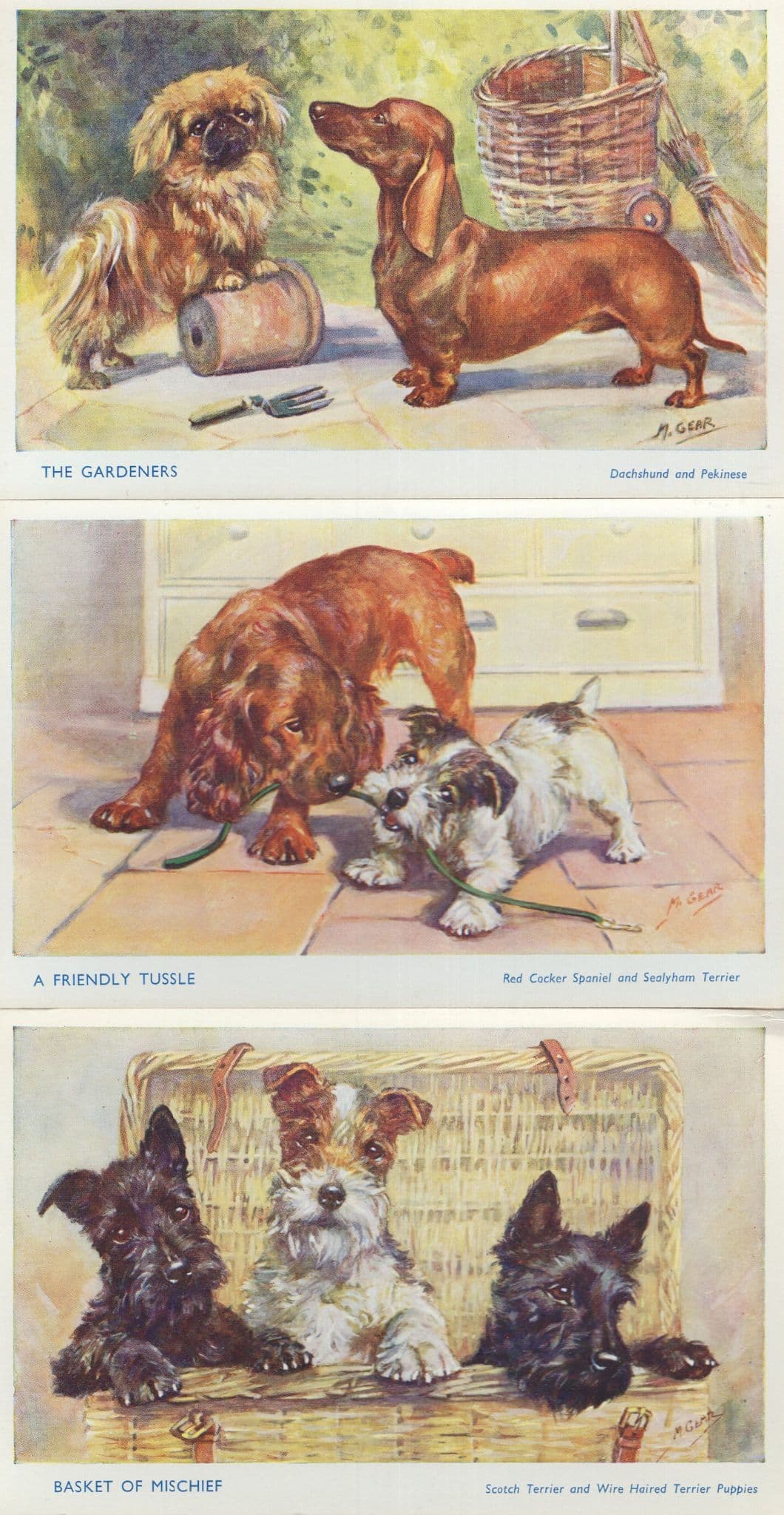 Red Cocker Spaniel Sealyham Terrier Daschund Pekinese 3x Salmon Old Dog Postcard s