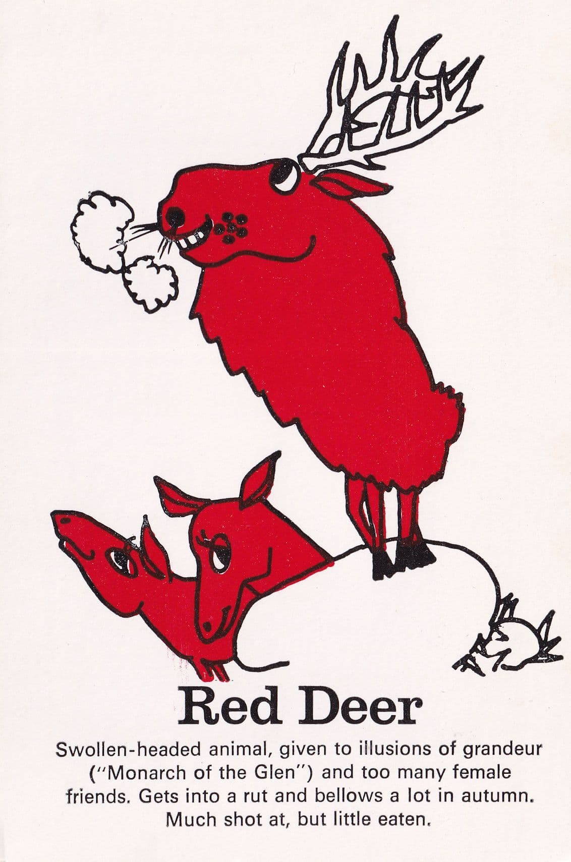 Red Deer Much Shot At Hunted Never Eaten Comic Postcard