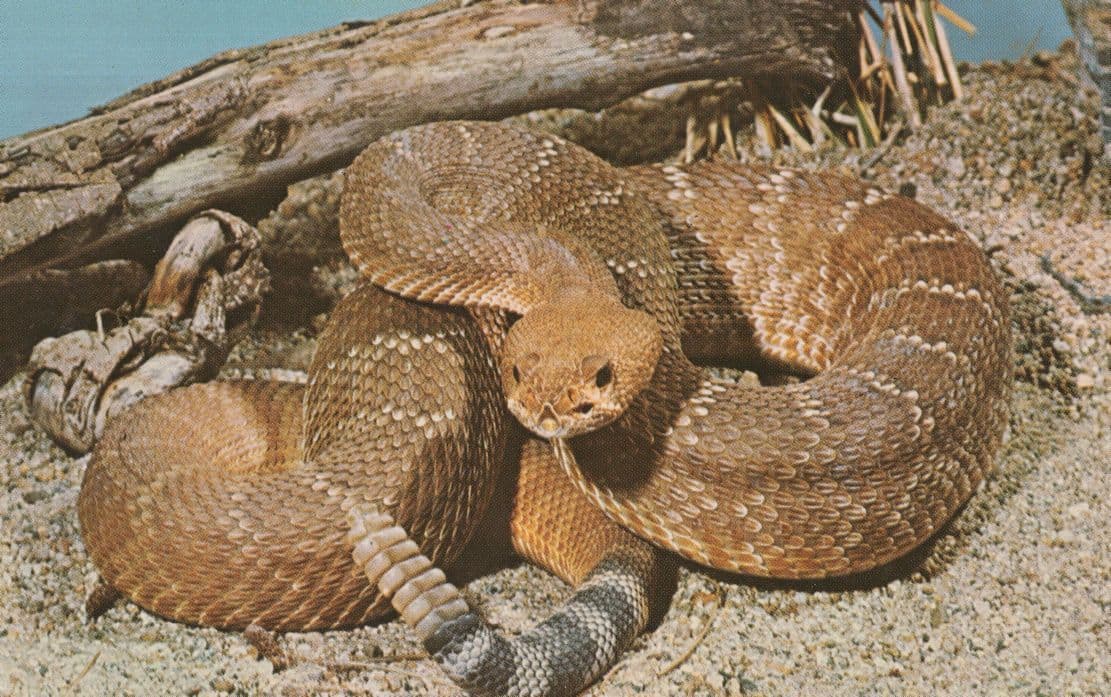 Red Diamond RattleSnake Rare Vintage Snake Postcard
