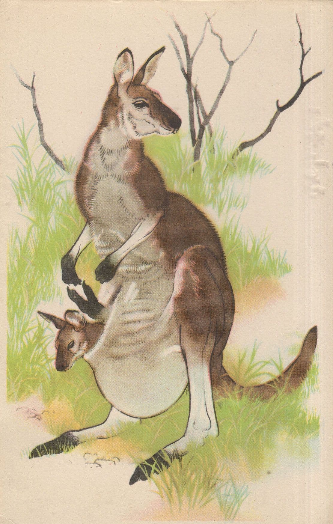 Red Kangaroo & Her Baby Young Maurice Wilson Old Painting Postcard