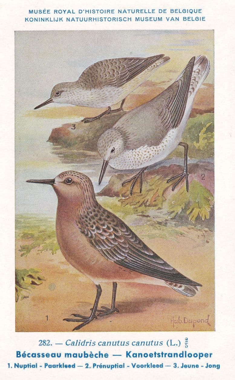 Red Knot Calidris Canutus Bird Antique Rare Postcard