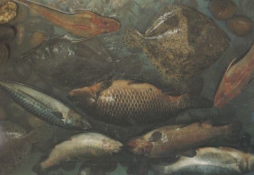 Red Rainbow Trout Gurnet Golden Carp Mackerel Turbot Still Life Food Postcard