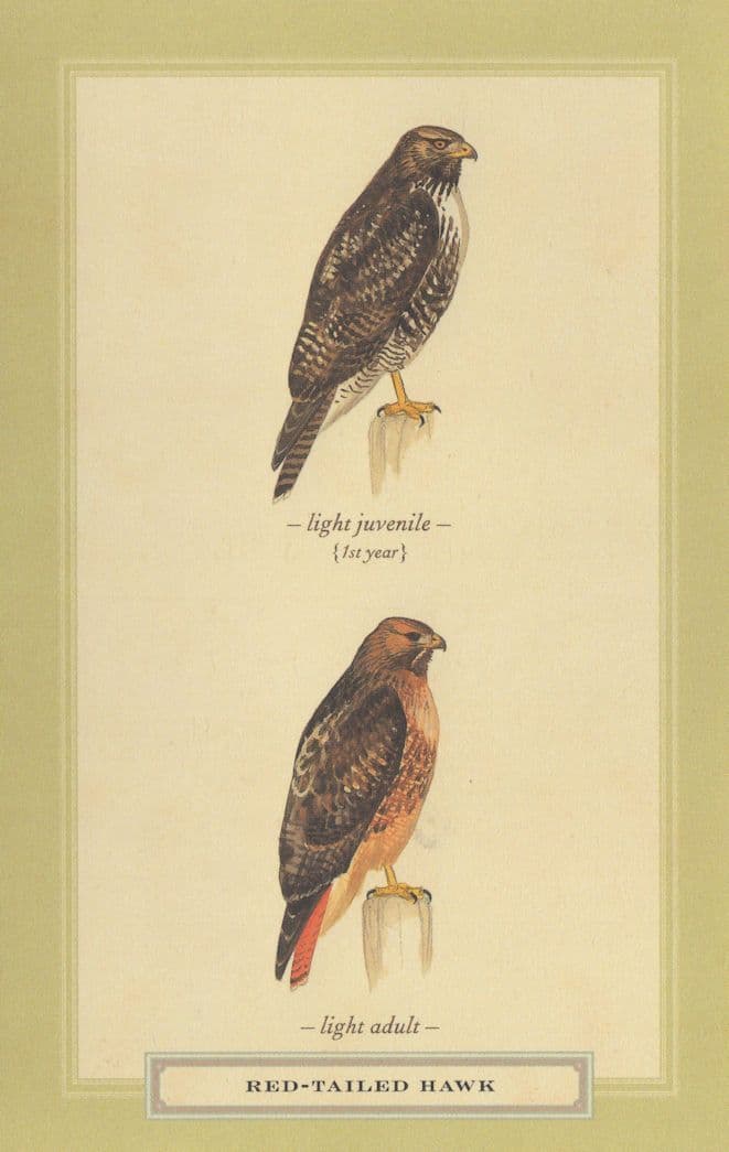 Red Tailed Hawk Juvenile & Adult Stunning Bird Postcard
