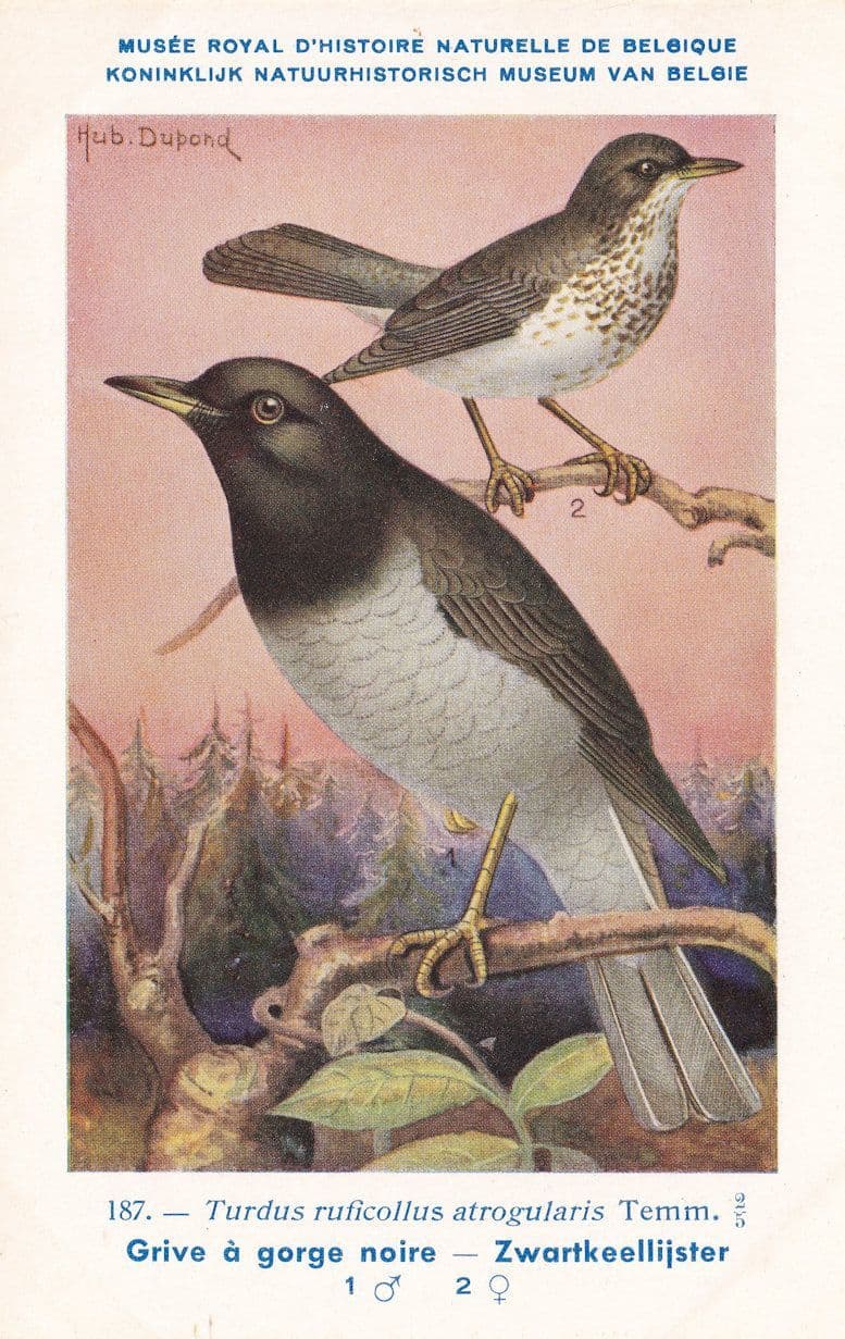 Red Throated Thrush Turdus Ruficollis Bird WW2 Rare Postcard
