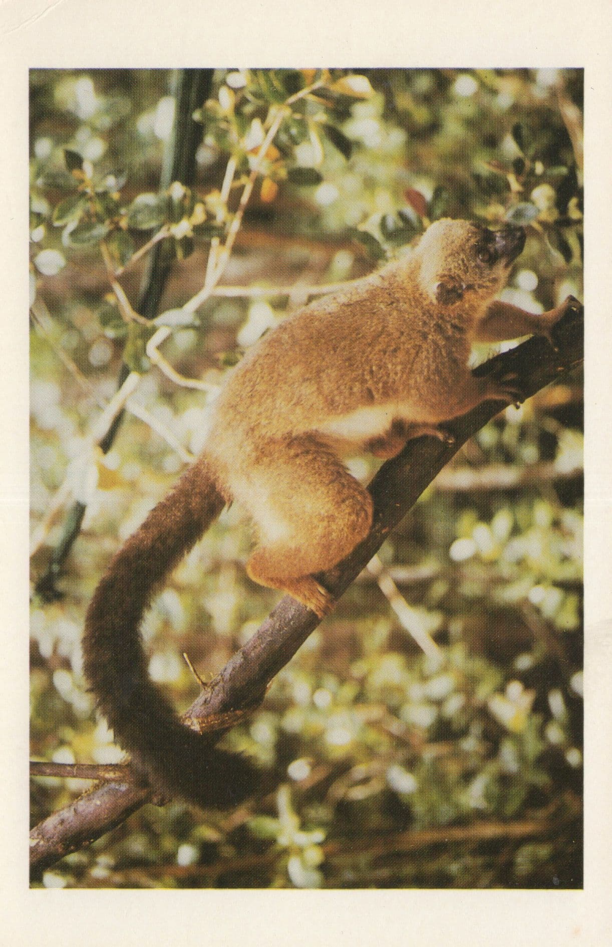 Redbellied Lemur Loris Madasgacar Rare WWF Postcard