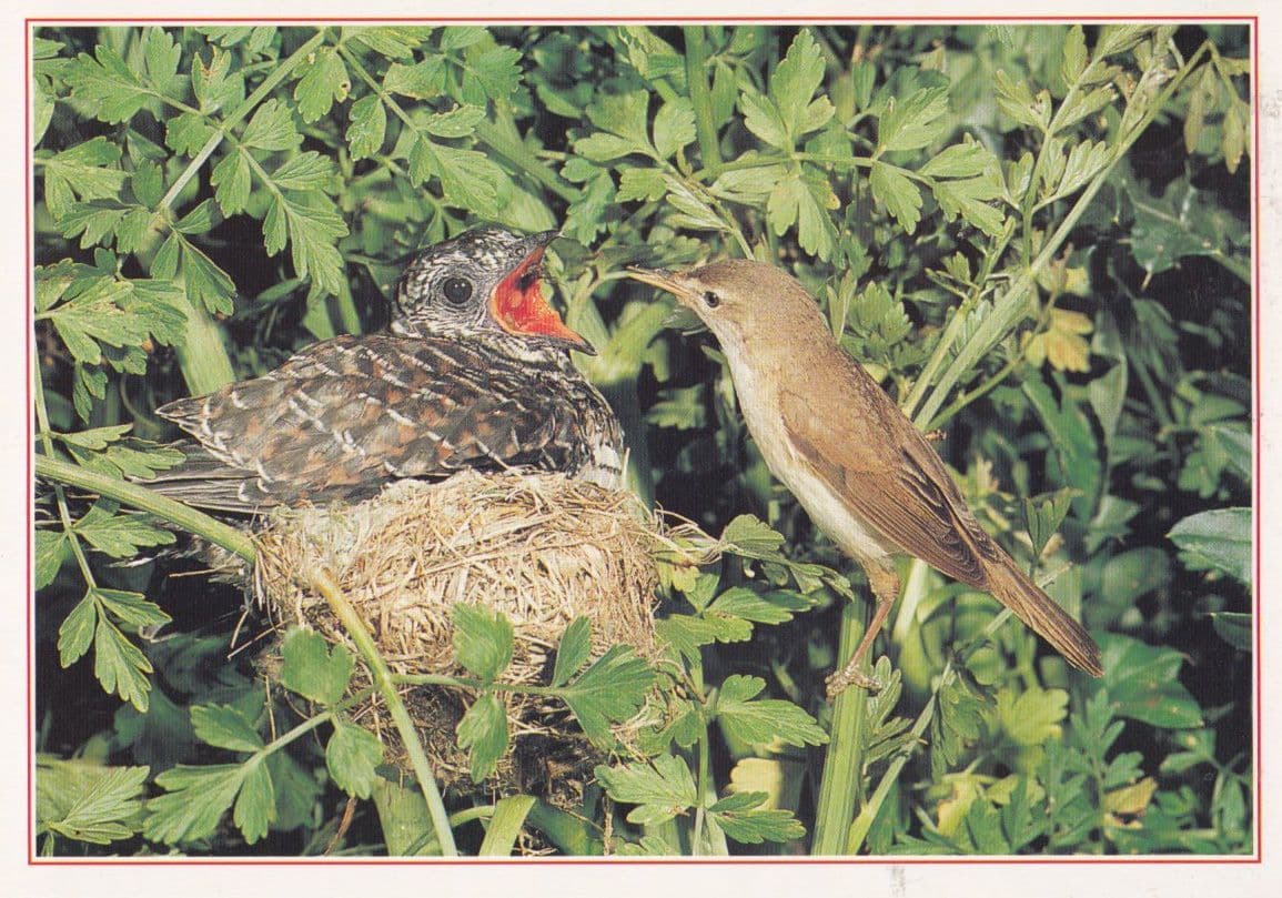 Reed Warbler Bird Eggs Nest Diet Plumage Arthur Dixon Postcard