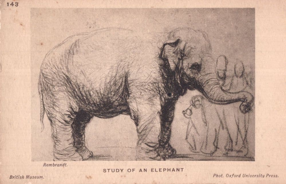 Rembrandt Study Of An Elephant Antique Postcard